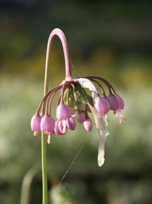 Bild von Allium cernuum