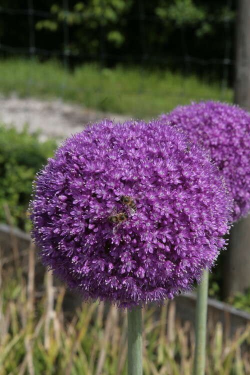 Bild von Allium giganteum