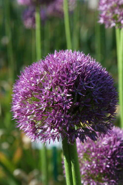 Bild von Allium Pinball Wizard