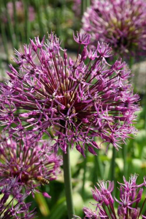 Bild von Allium rosenbachianum