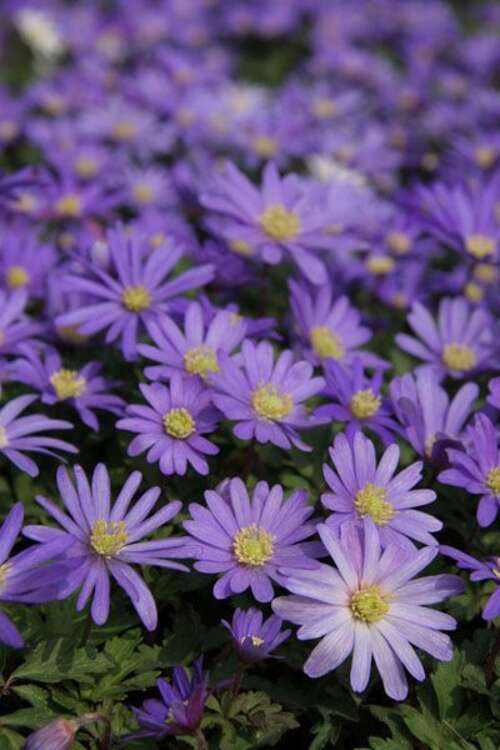 Bild von Anemone blanda Blue-Shades