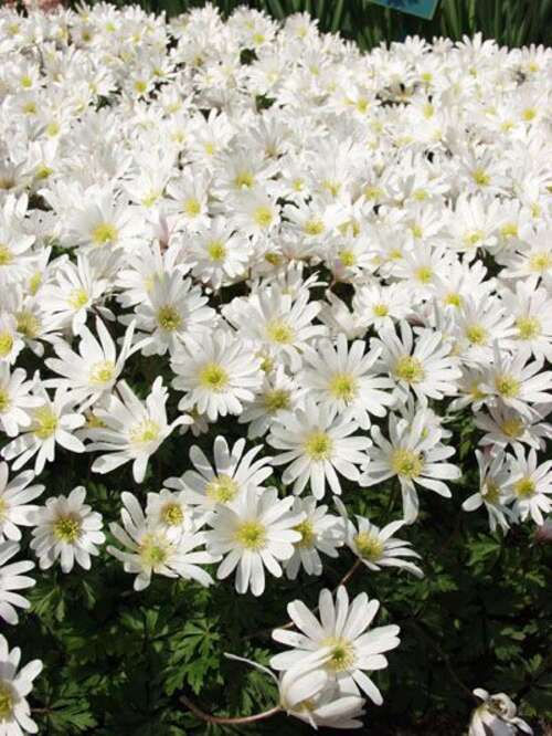 Bild von Anemone blanda White-Splendour