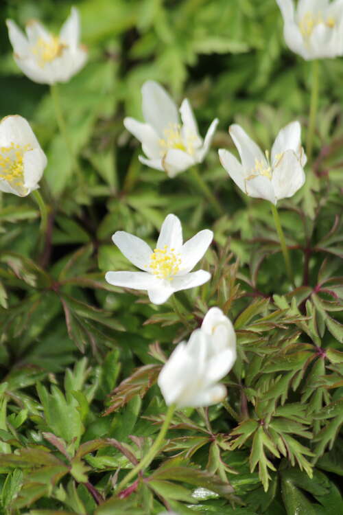 Bild von Anemone nemerosa