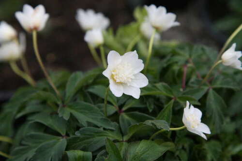 Bild von Anemone nemerosa Vestal