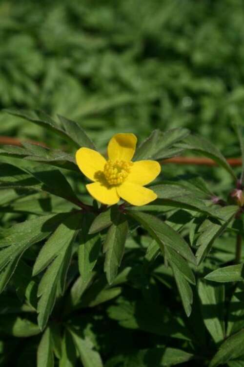 Bild von Anemone ranunculoides