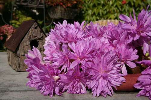 Bild von Colchicum Waterlily