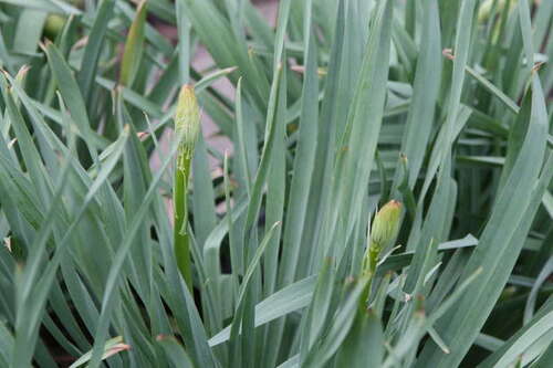 Bild von Eremurus ruiter Romance