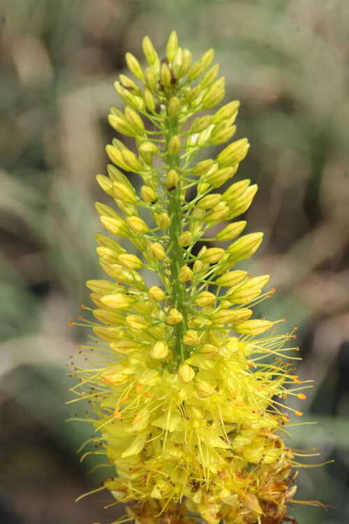 Bild von Steppenkerze