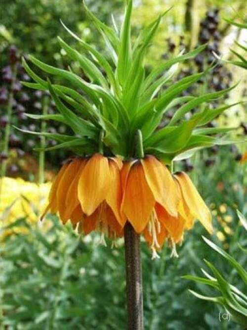 Bild von Fritillaria imperialis Aurora