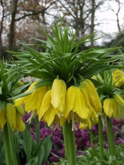 Bild von Fritillaria imperialis Lutea-maxima