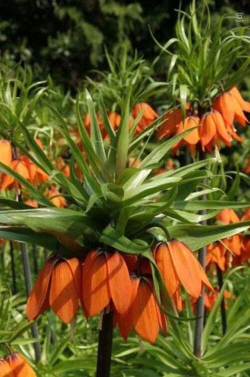 Bild von Fritillaria imperialis Rubra