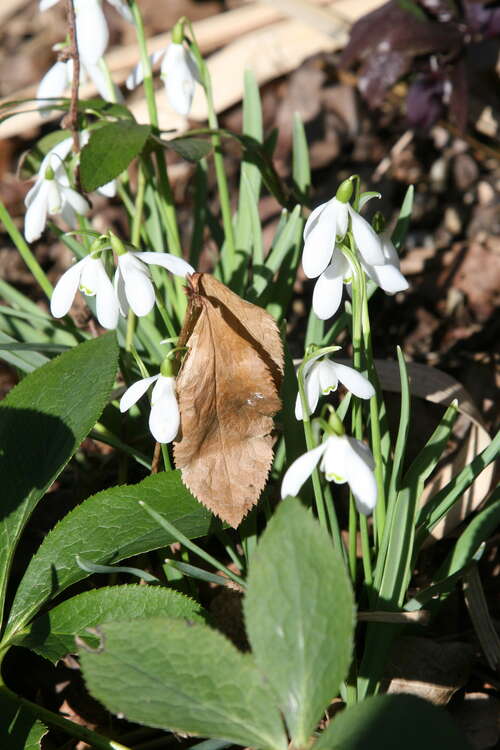 Bild von Galanthus nivalis ssp.nivalis