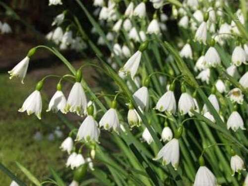 Bild von Leucojum aestivum