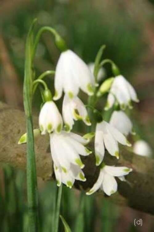 Bild von Leucojum a. Gravetye-Giant