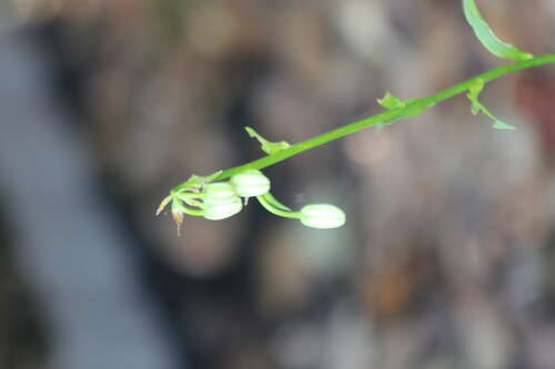 Bild von Weiße Türkenbundlilie