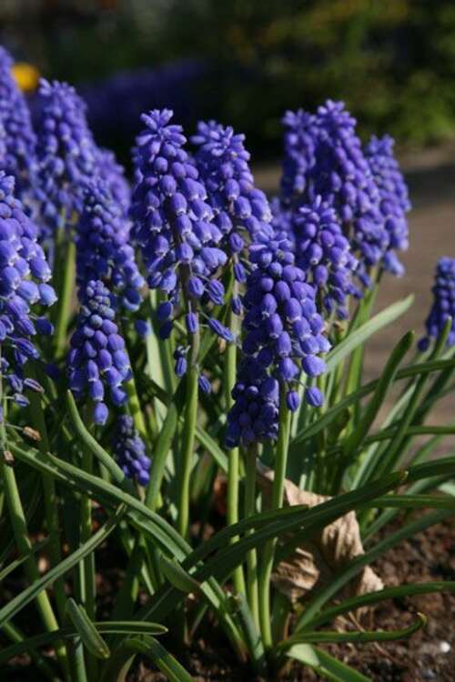 Bild von Traubenhyacinthen