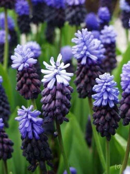 Bild von Traubenhyacinthen