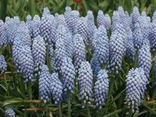 Bild von Traubenhyacinthen