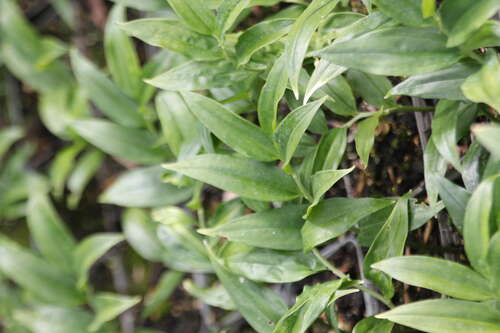 Bild von Disporopsis pernyi