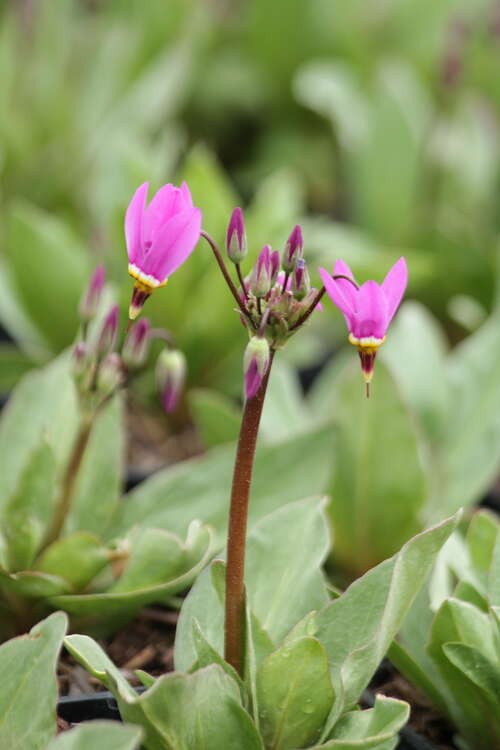 Bild von Götterblume
