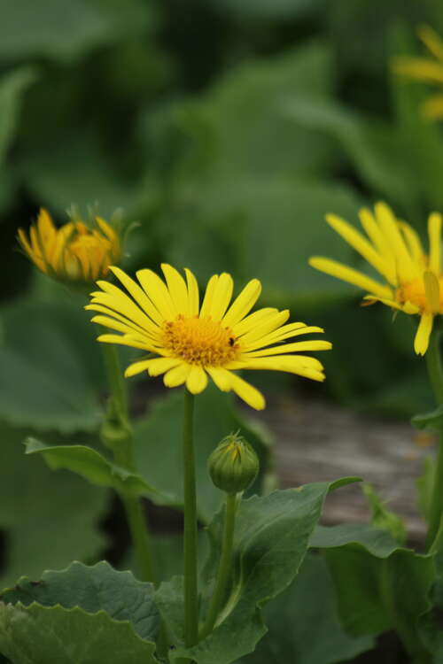 Bild von Doronicum orientale