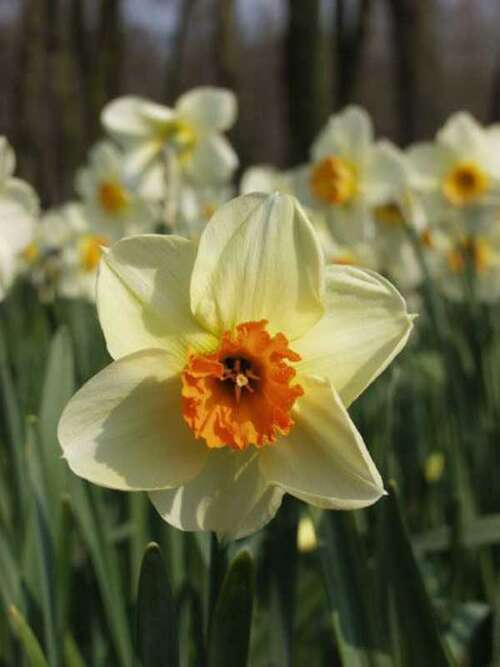 Bild von Narcissus  Barett-Browning