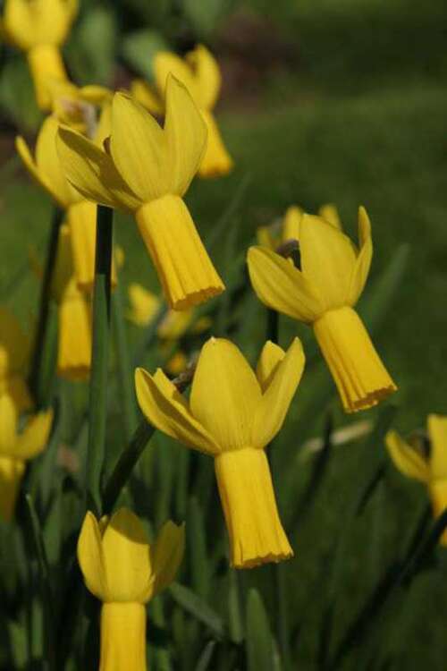 Bild von Narcissus  Rapture