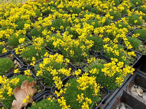 Bild von Hungerblümchen