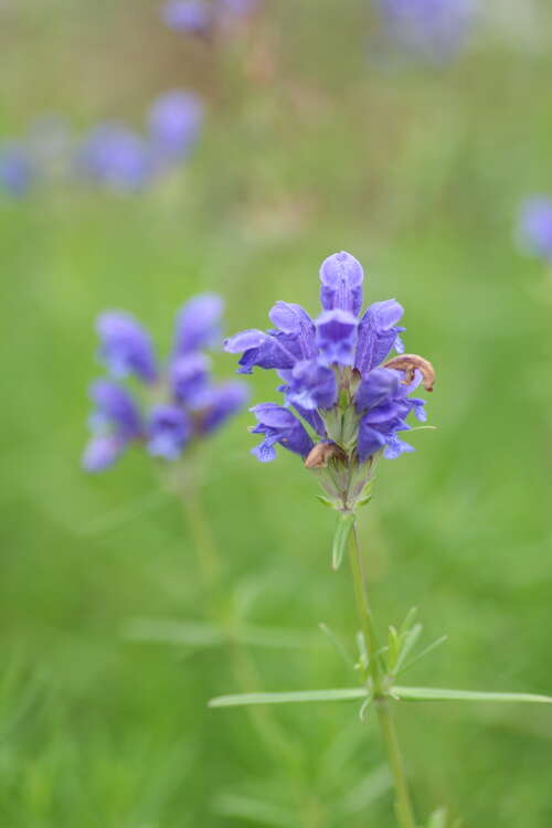 Bild von Dracocephalum ruyschiana