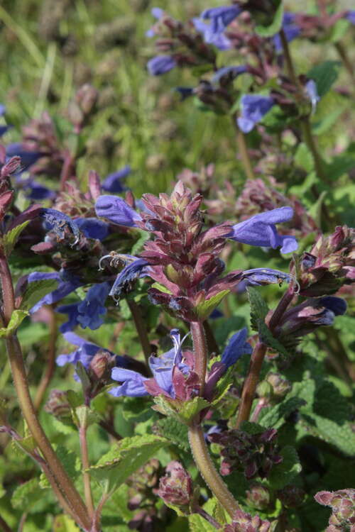 Bild von Dracocephalum rupestre