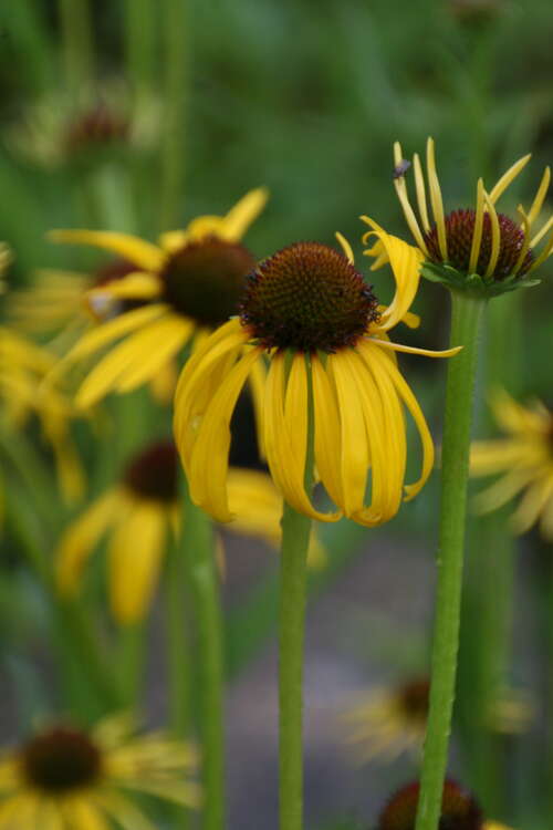 Bild von Echinacea paradoxa