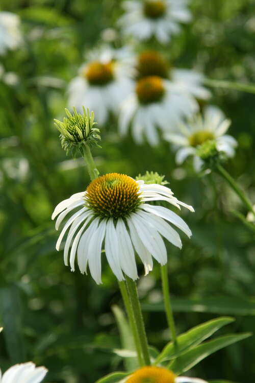 Bild von Garten-Scheinsonnenhut
