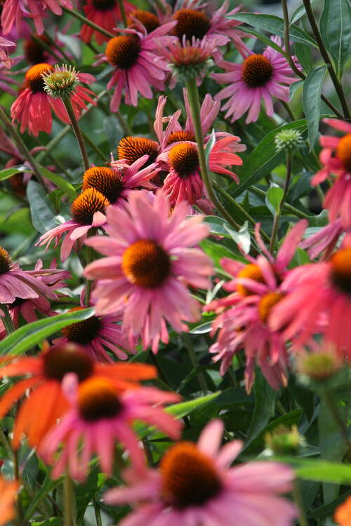 Bild von Echinacea x-cult. Mama Mia