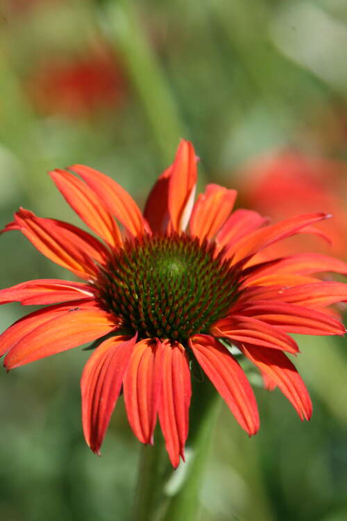 Bild von Echinacea x-cult. Tomato Soup