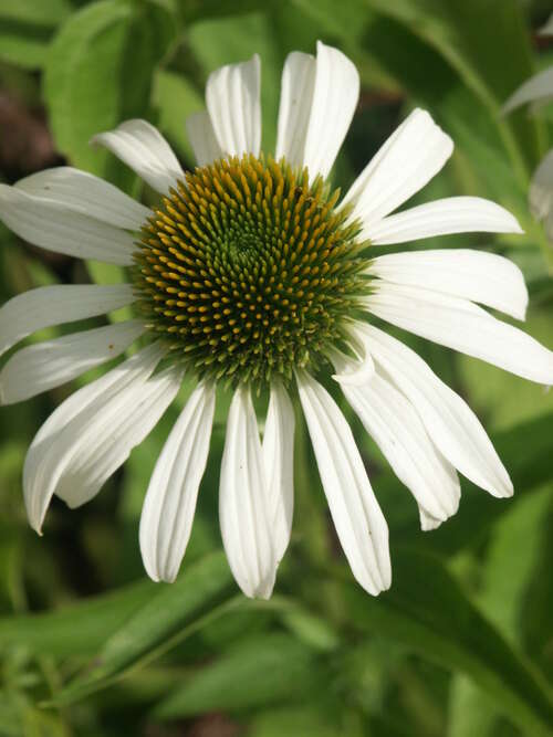 Bild von Echinacea purpurea Alba