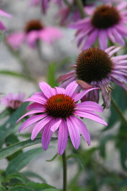 Bild von Garten-Scheinsonnenhut