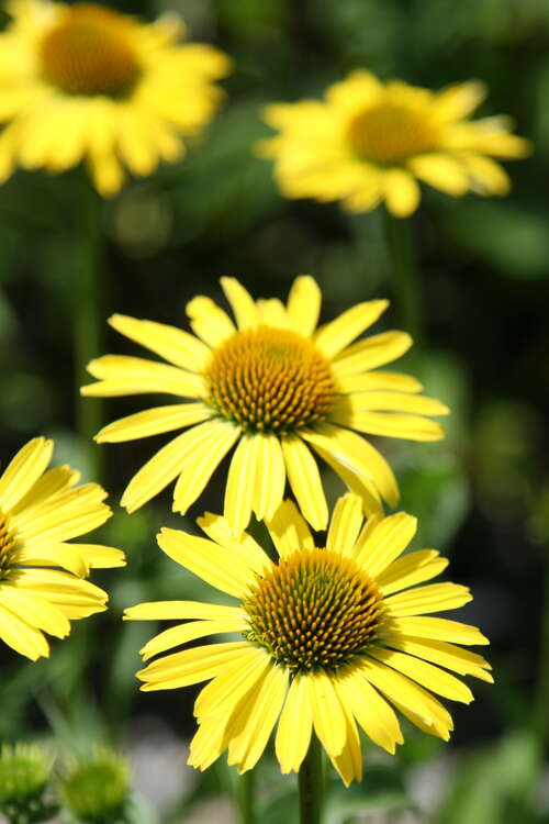 Bild von Garten-Scheinsonnenhut