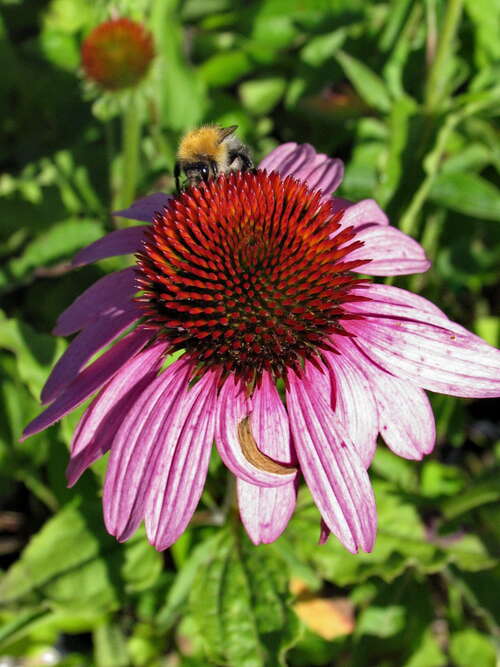 Bild von Echinacea purpurea Leuchtstern