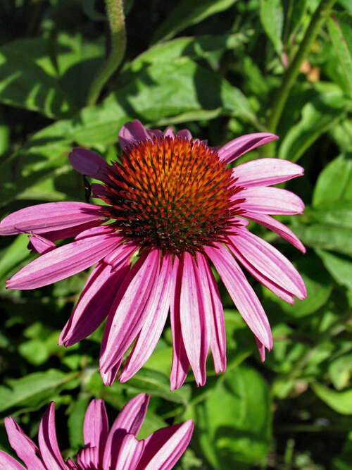 Bild von Echinacea purpurea Magnus