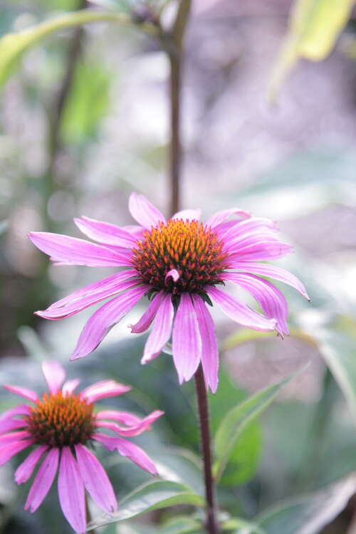 Bild von Echinacea purpurea Magnus Superior