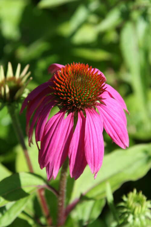 Bild von Echinacea purpurea PowWow Wild Berry