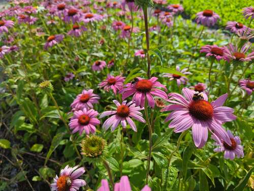 Bild von Echinacea purpurea Rubinstern