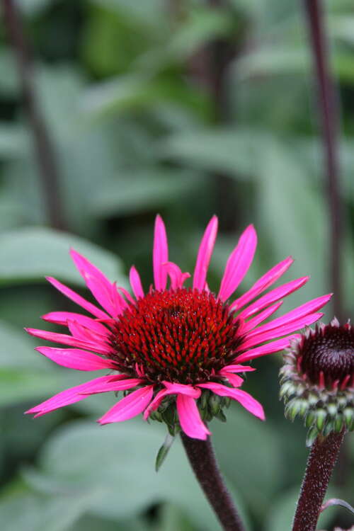 Bild von Garten-Scheinsonnenhut