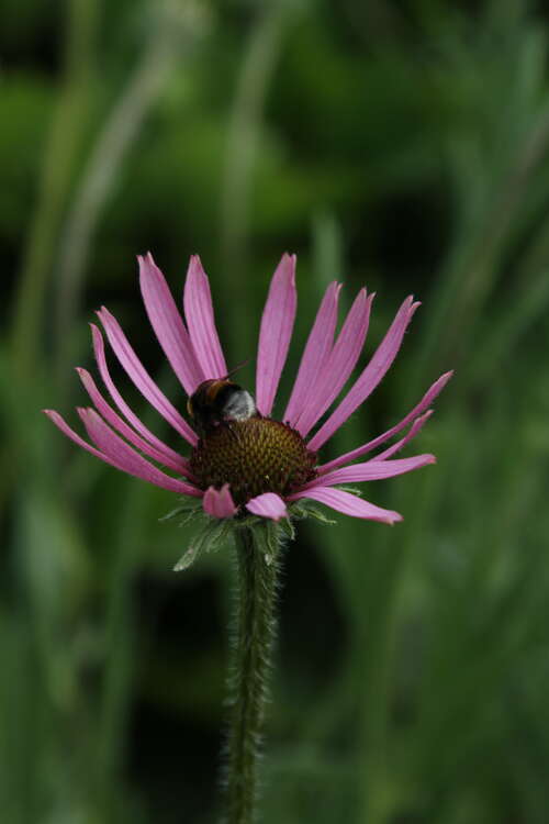 Bild von Echinacea tennesseensis Rocky Top Hybr.
