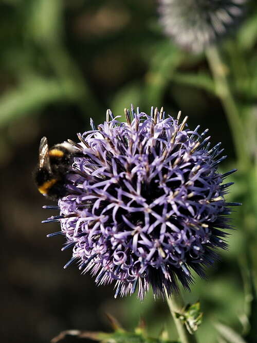 Bild von Echinops banaticus Taplow Blue