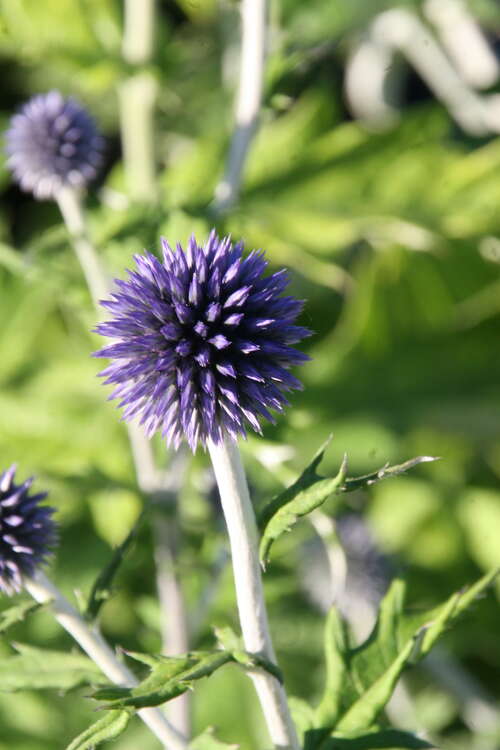 Bild von Kugeldistel