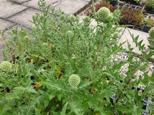 Bild von Weiße Kugeldistel