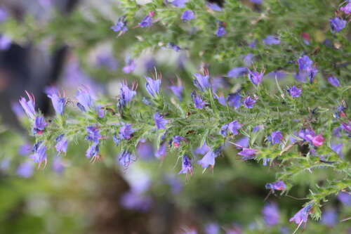Bild von Echium vulgare