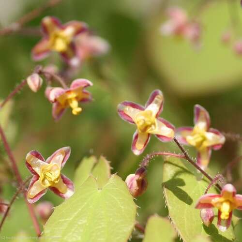 Bild von Epimedium x-cantabrigense