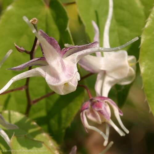 Bild von Epimedium grandiflorum